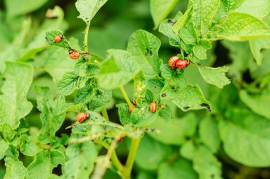 Colorado patates böceği ve larva bahçedeki yeşil patates yapraklarının üzerinde güneş ışığı.