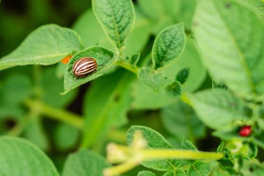Colorado patates böceği ve larva bahçedeki yeşil patates yapraklarının üzerinde güneş ışığı.