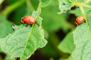Colorado patates böceği ve larva bahçedeki yeşil patates yapraklarının üzerinde güneş ışığı.