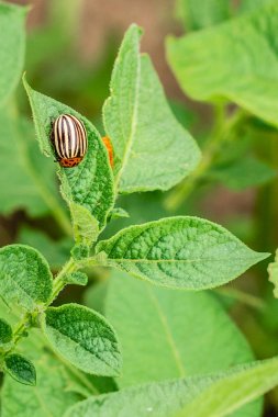 Colorado patates böceği ve larva bahçedeki yeşil patates yapraklarının üzerinde güneş ışığı.