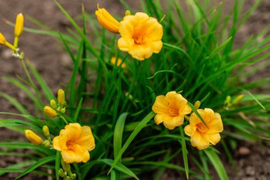 Bir yaz bahçesinde sarı renklerin güzel çalı