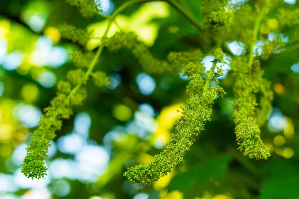 Close-up of flowering grape vine, grapes bloom in summer day. Flowering vine on the way to grape.