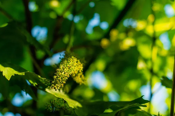 Close-up of flowering grape vine, grapes bloom in summer day. Flowering vine on the way to grape.