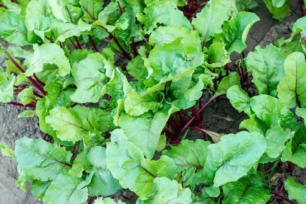 Planting sugar beets in the field. Leaf of beet. Beet grows.