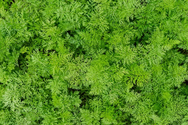 Ekolojik Bahçede Büyüyen Genç Havuç Güzel Yeşil Bahçe Bitkileri — Stok fotoğraf