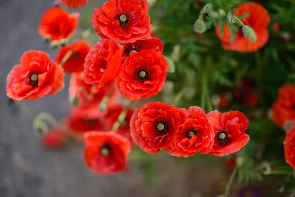 Primer Plano Flores Amapola Roja Campo Puede Utilizar Como Fondo — Foto de Stock