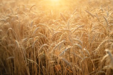 Altın buğdayın kulakları yakın. Güzel doğa günbatımı alan arka plan. Parlayan güneş ışığı altında çayır Kırsal sahne.