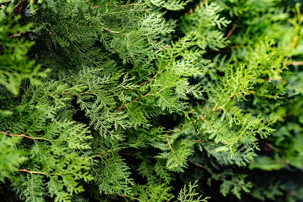 Thuja Ağaçlarının Yeşil Arka Plandaki Güzel Yeşil Noel Yapraklarına Yakın — Stok fotoğraf