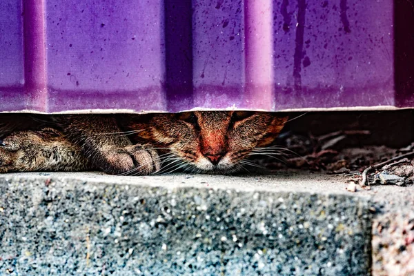 A grey home cat watches the world around him from under the fence of his home