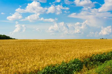 Sıcak yaz gününde, sarı buğday tarlasında gökyüzünün arka planında güzel beyaz bulutlar.