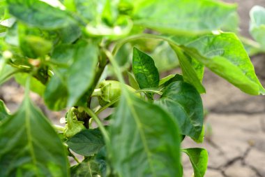 Sıcak bir yaz gününde, bir çiftlikte yeşil parlak biber yaprakları.