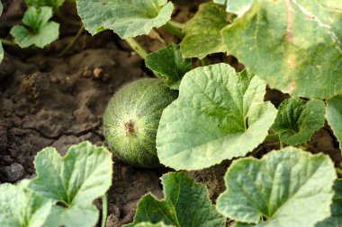 Yeşil parlak çalı yaprakları ve karpuz meyveleri sıcak bir yaz gününde çiftlikte.