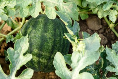 Yeşil parlak çalı yaprakları ve karpuz meyveleri sıcak bir yaz gününde çiftlikte.