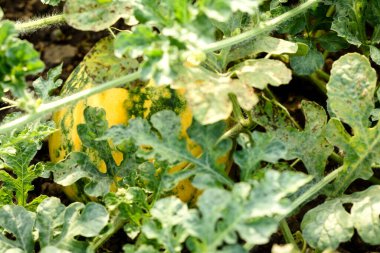 Yeşil parlak çalı yaprakları ve karpuz meyveleri sıcak bir yaz gününde çiftlikte.