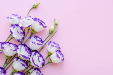 Bir ton arkaplanda yeni kesilmiş güzel bir mor Eustoma buketi. Güzel renklere sahip arkaplan