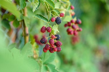 Bahçedeki böğürtlen dalı yeşil arka planda.
