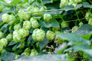 Bira ve ekmek yapmak için yeşil taze kozalaklar yakın plan, mavi tonlu, tarımsal arka plan