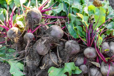 Organik sebze bahçesinde taze toplanmış pancarlar, sonbaharda hasat.