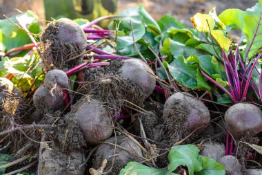Organik sebze bahçesinde taze toplanmış pancarlar, sonbaharda hasat.