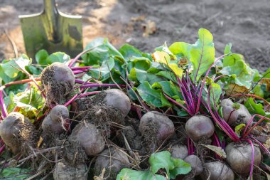 Organik sebze bahçesinde taze toplanmış pancarlar, sonbaharda hasat.