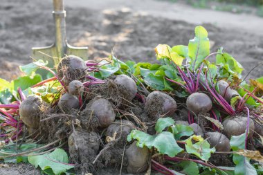 Organik sebze bahçesinde taze toplanmış pancarlar, sonbaharda hasat.