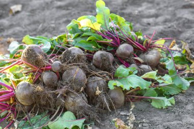 Organik sebze bahçesinde taze toplanmış pancarlar, sonbaharda hasat.
