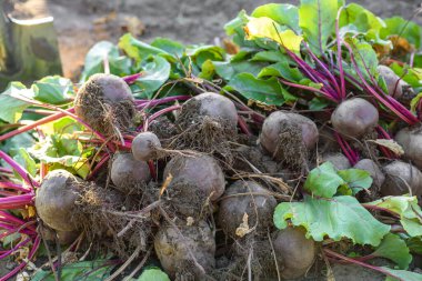 Organik sebze bahçesinde taze toplanmış pancarlar, sonbaharda hasat.