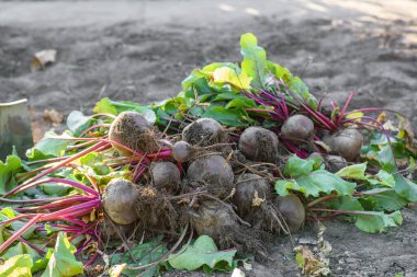 Organik sebze bahçesinde taze toplanmış pancarlar, sonbaharda hasat.