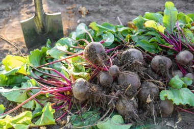 Organik sebze bahçesinde taze toplanmış pancarlar, sonbaharda hasat.