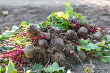 Organik sebze bahçesinde taze toplanmış pancarlar, sonbaharda hasat.