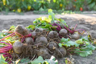 Organik sebze bahçesinde taze toplanmış pancarlar, sonbaharda hasat.