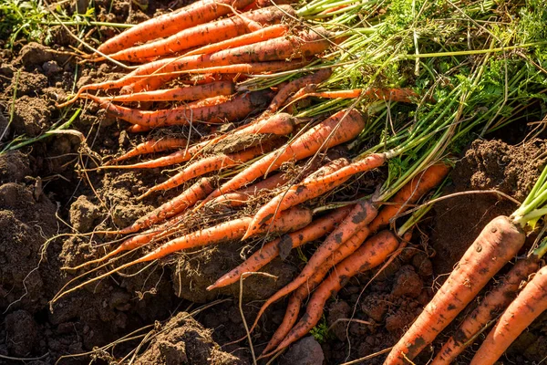 Freshly harvested carrots in organic vegetable garden, harvest at fall
