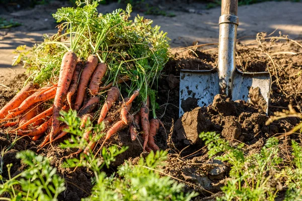 Freshly harvested carrots in organic vegetable garden, harvest at fall