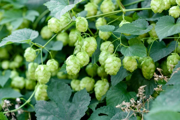 Bira ve ekmek yapmak için yeşil taze kozalaklar yakın plan, mavi tonlu, tarımsal arka plan