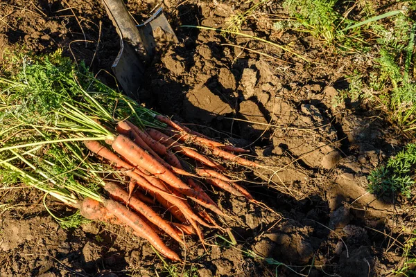 Freshly harvested carrots in organic vegetable garden, harvest at fall