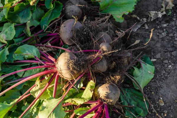 Organik sebze bahçesinde taze toplanmış pancarlar, sonbaharda hasat.