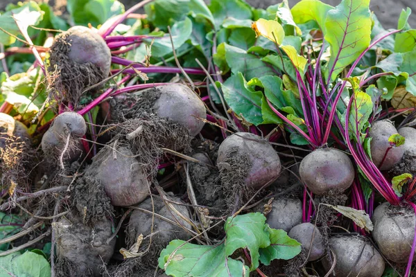 Organik sebze bahçesinde taze toplanmış pancarlar, sonbaharda hasat.