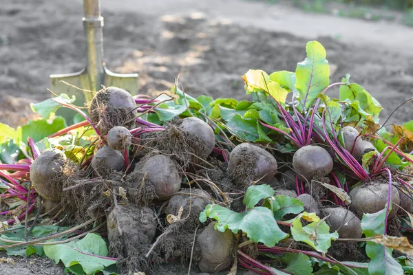Organik sebze bahçesinde taze toplanmış pancarlar, sonbaharda hasat.