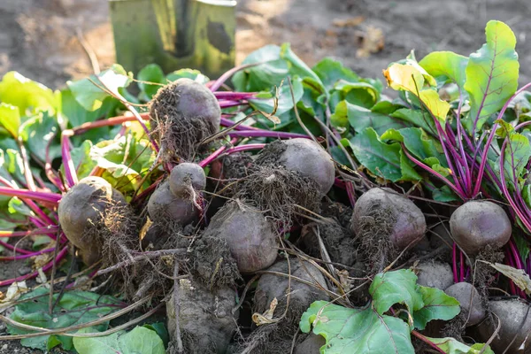 Organik sebze bahçesinde taze toplanmış pancarlar, sonbaharda hasat.