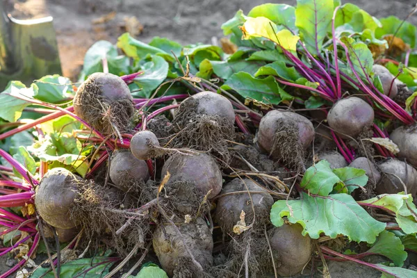 Freshly harvested beets in organic vegetable garden, harvest at fall