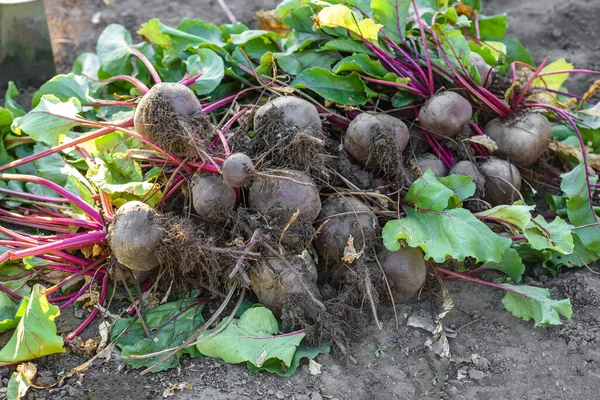 Organik sebze bahçesinde taze toplanmış pancarlar, sonbaharda hasat.