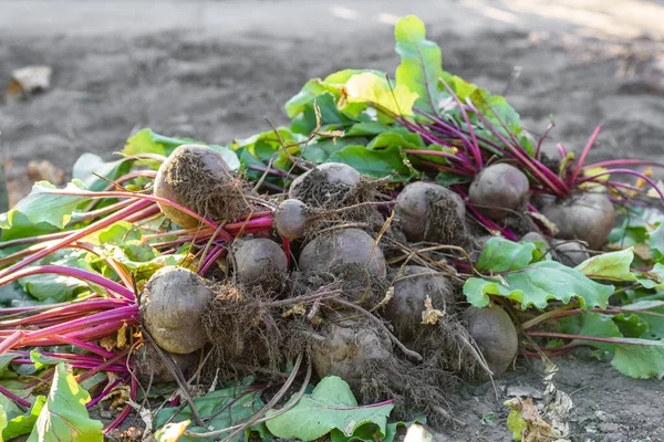 Organik sebze bahçesinde taze toplanmış pancarlar, sonbaharda hasat.