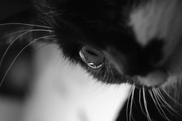 Siyah Beyaz Kedi Siyah Beyaz Fotoğraf — Stok fotoğraf