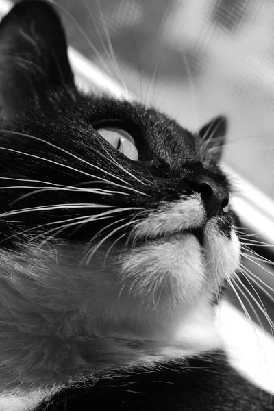 Black and white cat in black and white photo