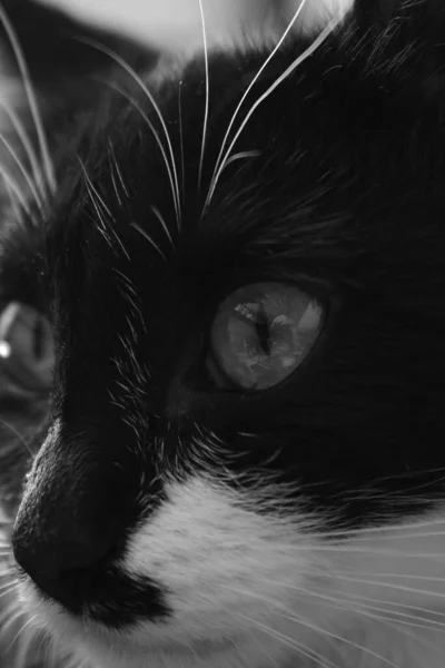 白黒写真の黒猫と白猫 — ストック写真