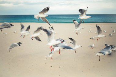Martılar deniz sahillerinde uçuyor.