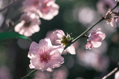 İlkbaharda kiraz çiçeği