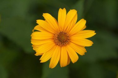 Yeşil arka planda sarı çiçek.