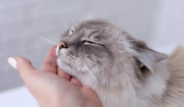 快乐的小猫喜欢被女人的手抚摸 西伯利亚Neva Masquerade猫品种 — 图库照片