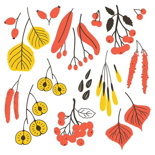 Vektor gesetzt mit fallenden Pflanzen auf weiß. florale Elemente: Zweige, Blätter, Früchte, Samen und Beeren... natürliches Design. Herbststimmung. — Stockvektor